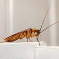 Johnson Group Cockroach Control